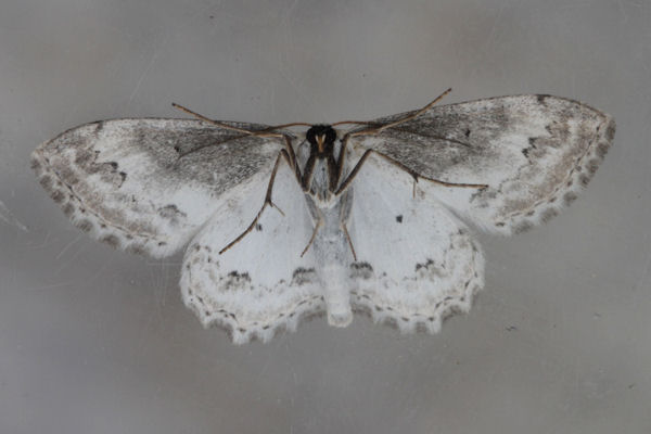Scopula ornata: Bild 32