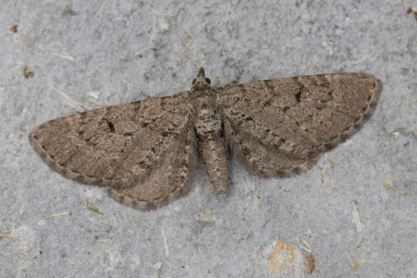 Eupithecia intricata: Bild 11