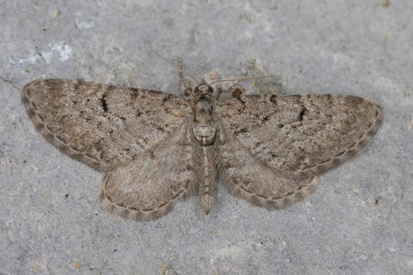 Eupithecia intricata: Bild 5