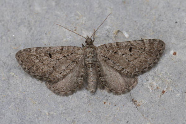 Eupithecia intricata: Bild 13