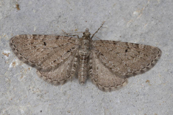 Eupithecia intricata: Bild 6