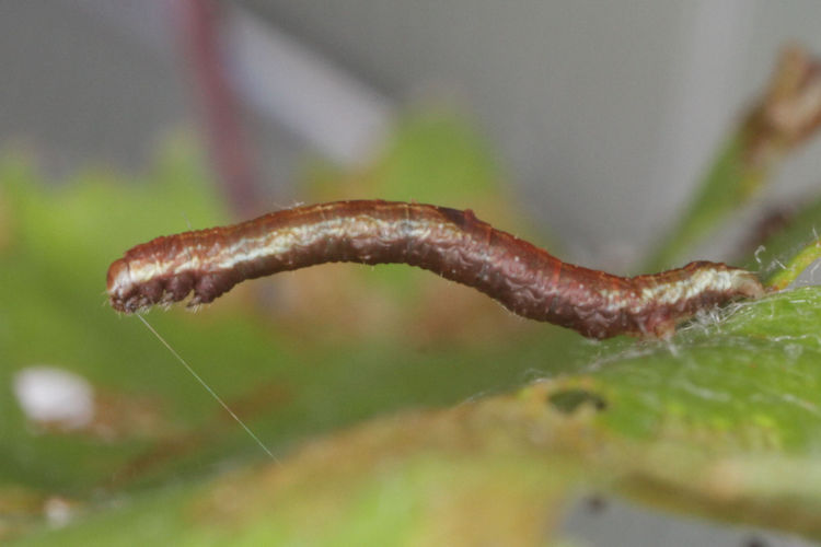 Opisthograptis luteolata: Bild 5