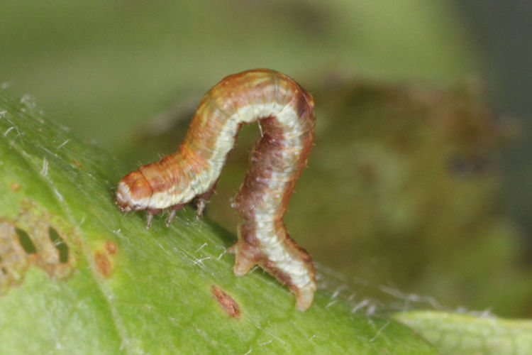 Opisthograptis luteolata: Bild 7