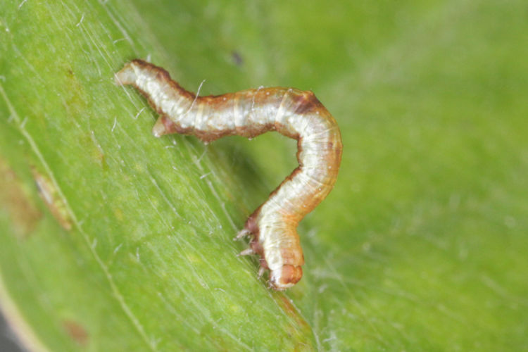 Opisthograptis luteolata: Bild 8