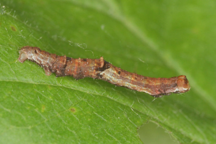 Opisthograptis luteolata: Bild 9