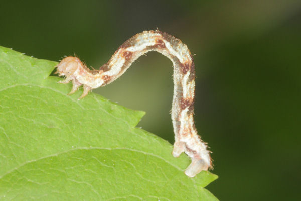 Eupithecia innotata: Bild 62