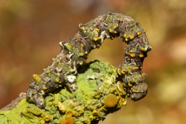 Cleorodes lichenaria: Bild 1