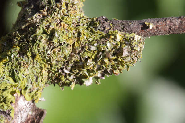 Cleorodes lichenaria: Bild 16
