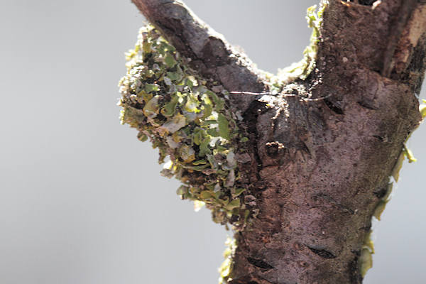 Cleorodes lichenaria: Bild 17