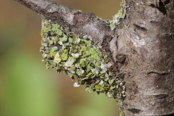 Cleorodes lichenaria: Bild 18
