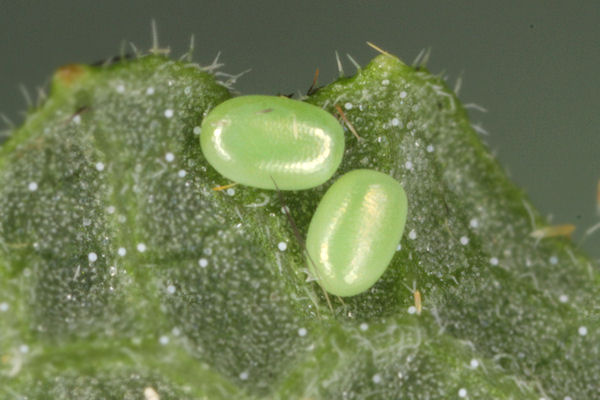 Pseudopanthera macularia: Bild 3