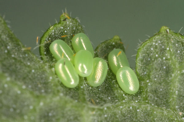 Pseudopanthera macularia: Bild 4