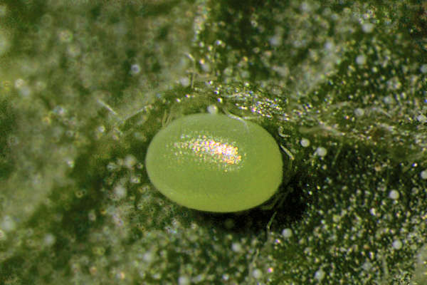Pseudopanthera macularia: Bild 8