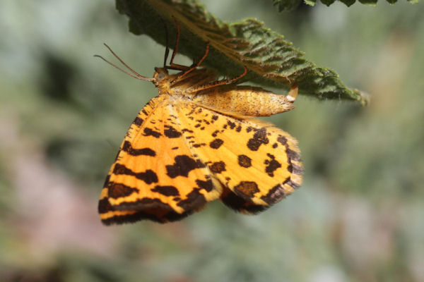 Pseudopanthera macularia: Bild 15