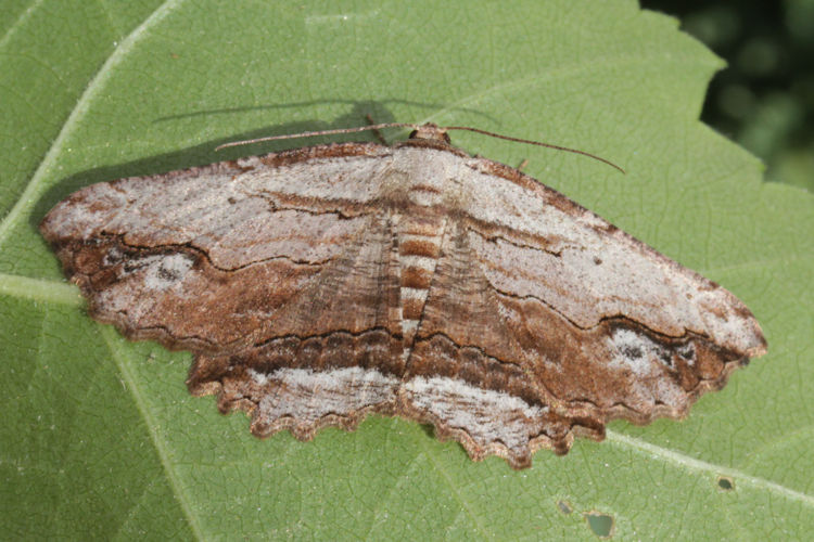 Menophra abruptaria: Bild 17