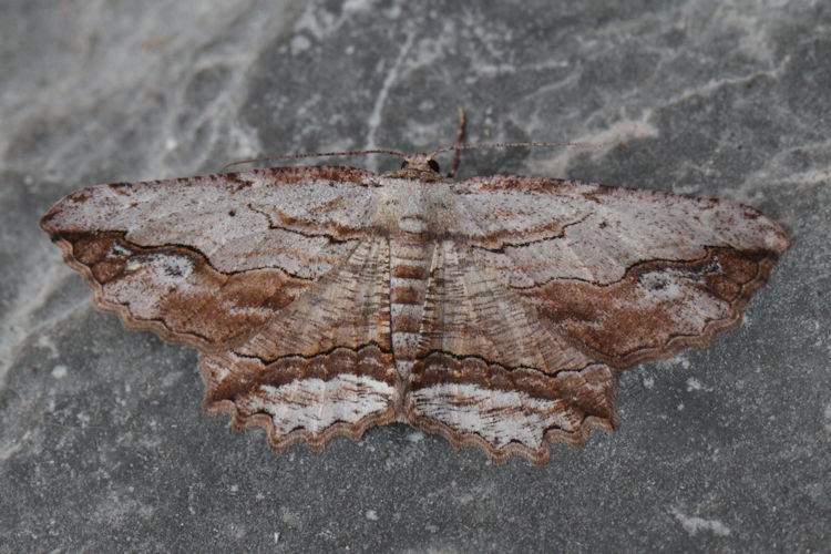 Menophra abruptaria: Bild 18