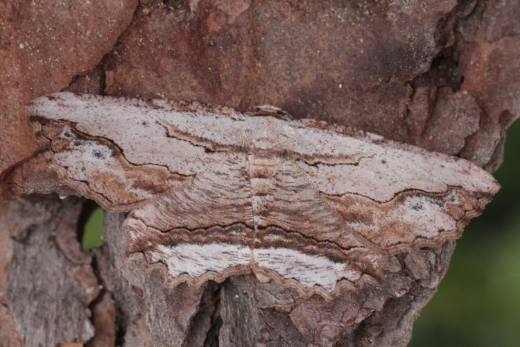 Menophra abruptaria: Bild 19