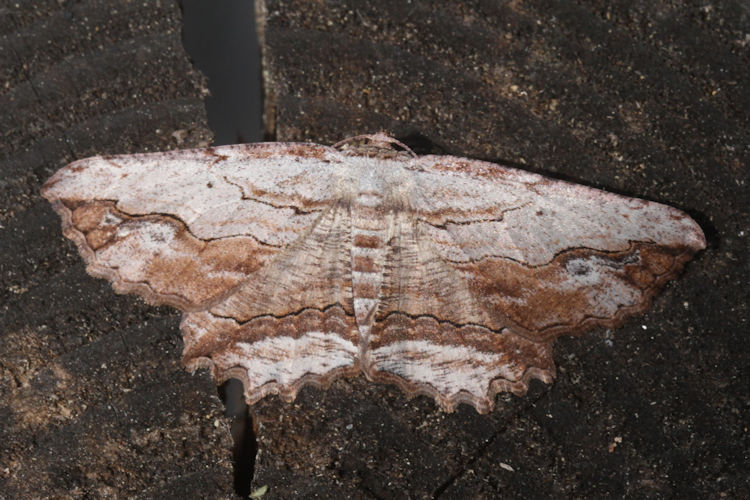 Menophra abruptaria: Bild 20