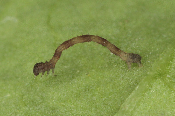 Idaea dimidiata: Bild 4