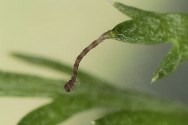 Idaea dimidiata: Bild 5