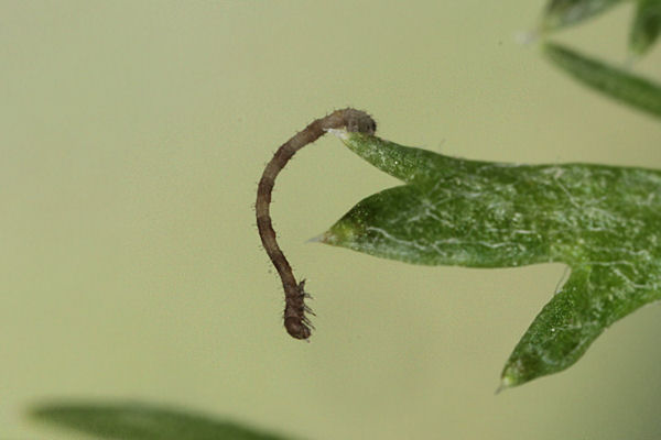 Idaea dimidiata: Bild 6