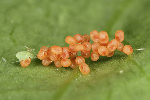 Idaea dimidiata: Bild 1