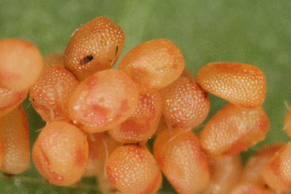 Idaea dimidiata: Bild 2