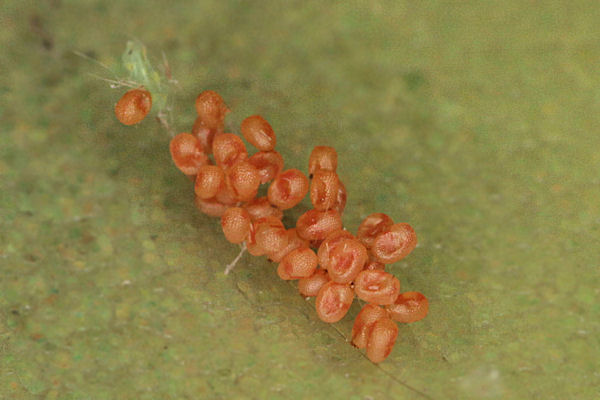 Idaea dimidiata: Bild 3