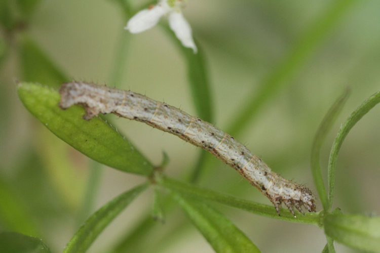 Nebula achromaria: Bild 9
