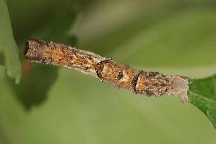 Opisthograptis luteolata: Bild 11