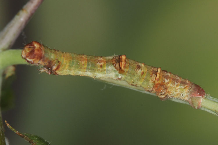 Opisthograptis luteolata: Bild 13