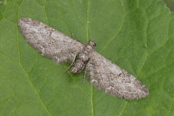 Eupithecia innotata: Bild 14