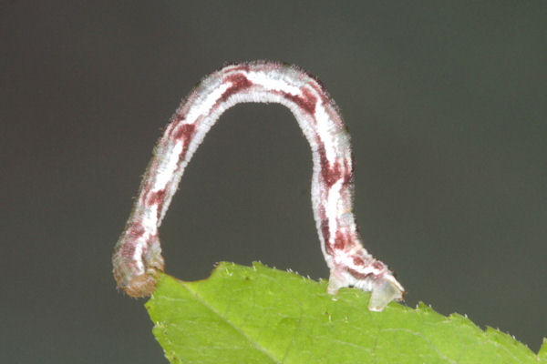 Eupithecia innotata: Bild 25