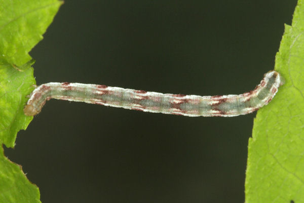 Eupithecia innotata: Bild 27