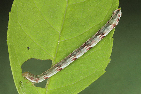 Eupithecia innotata: Bild 29