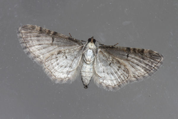 Eupithecia subfuscata: Bild 58