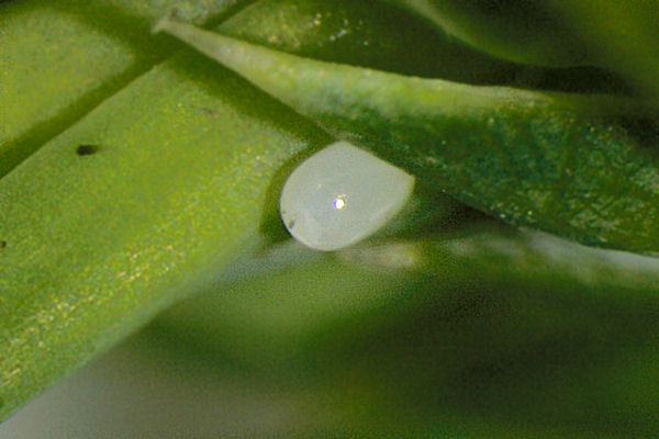 Eupithecia subfuscata: Bild 1
