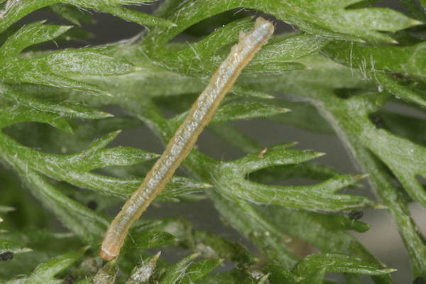 Eupithecia subfuscata: Bild 19
