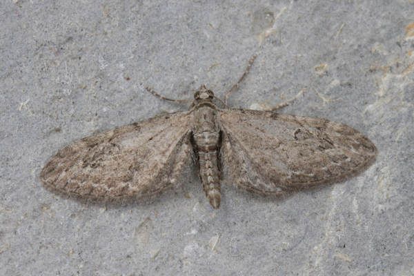 Eupithecia innotata: Bild 3