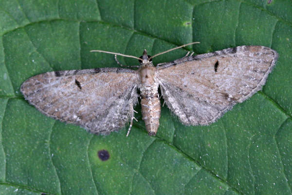 Eupithecia absinthiata: Bild 11