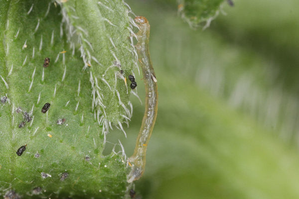 Pseudopanthera macularia: Bild 12