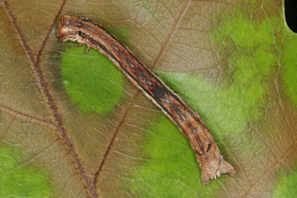 Ectropis crepuscularia: Bild 27