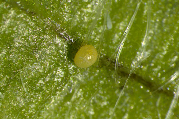 Perizoma albulata: Bild 1