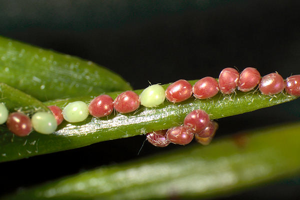 Hylaea fasciaria f. prasinaria: Bild 5