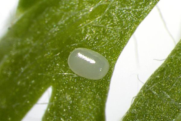 Eupithecia vulgata: Bild 1