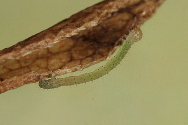 Epirrhoe molluginata: Bild 3
