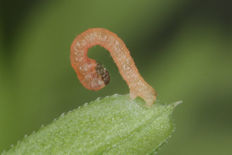 Colostygia pectinataria: Bild 6