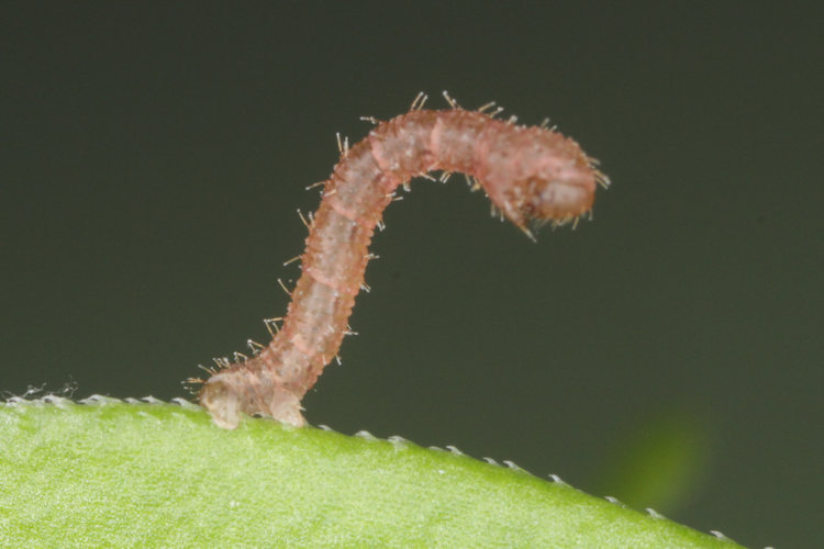 Colostygia pectinataria: Bild 8