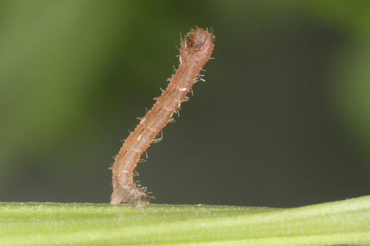 Colostygia pectinataria: Bild 9