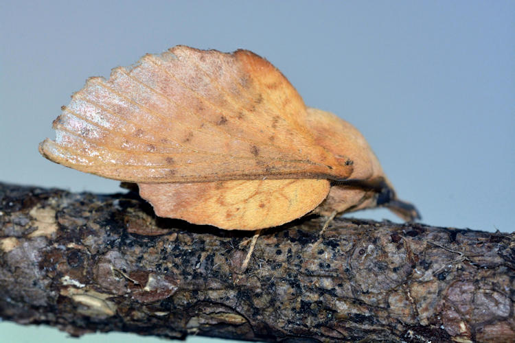 Gastropacha populifolia: Bild 1